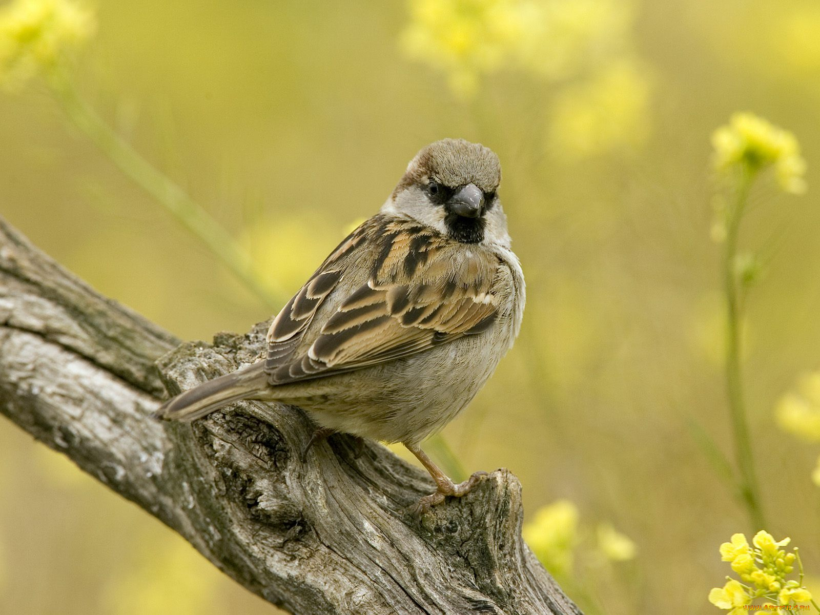 животные, воробьи, воробей