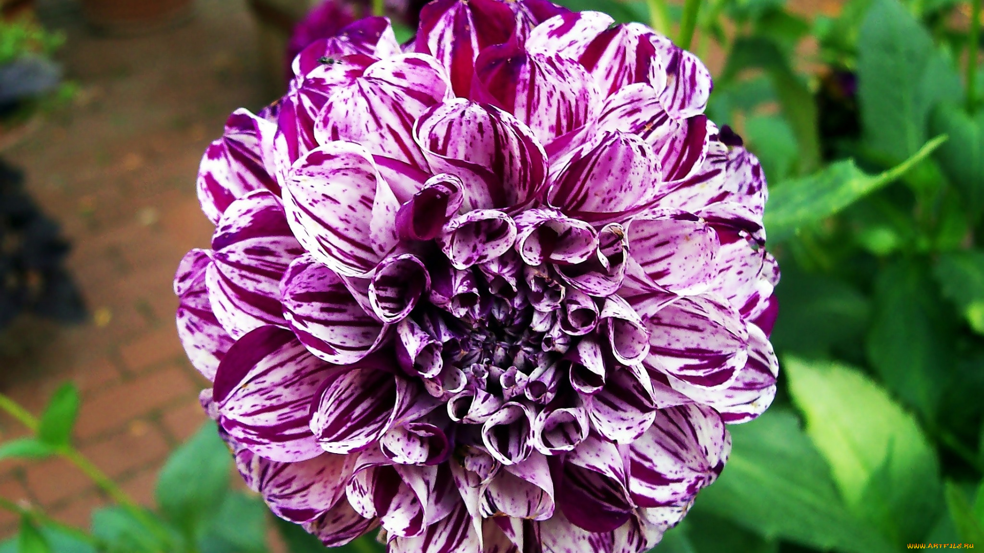 цветы, георгины, пестрый, круглый