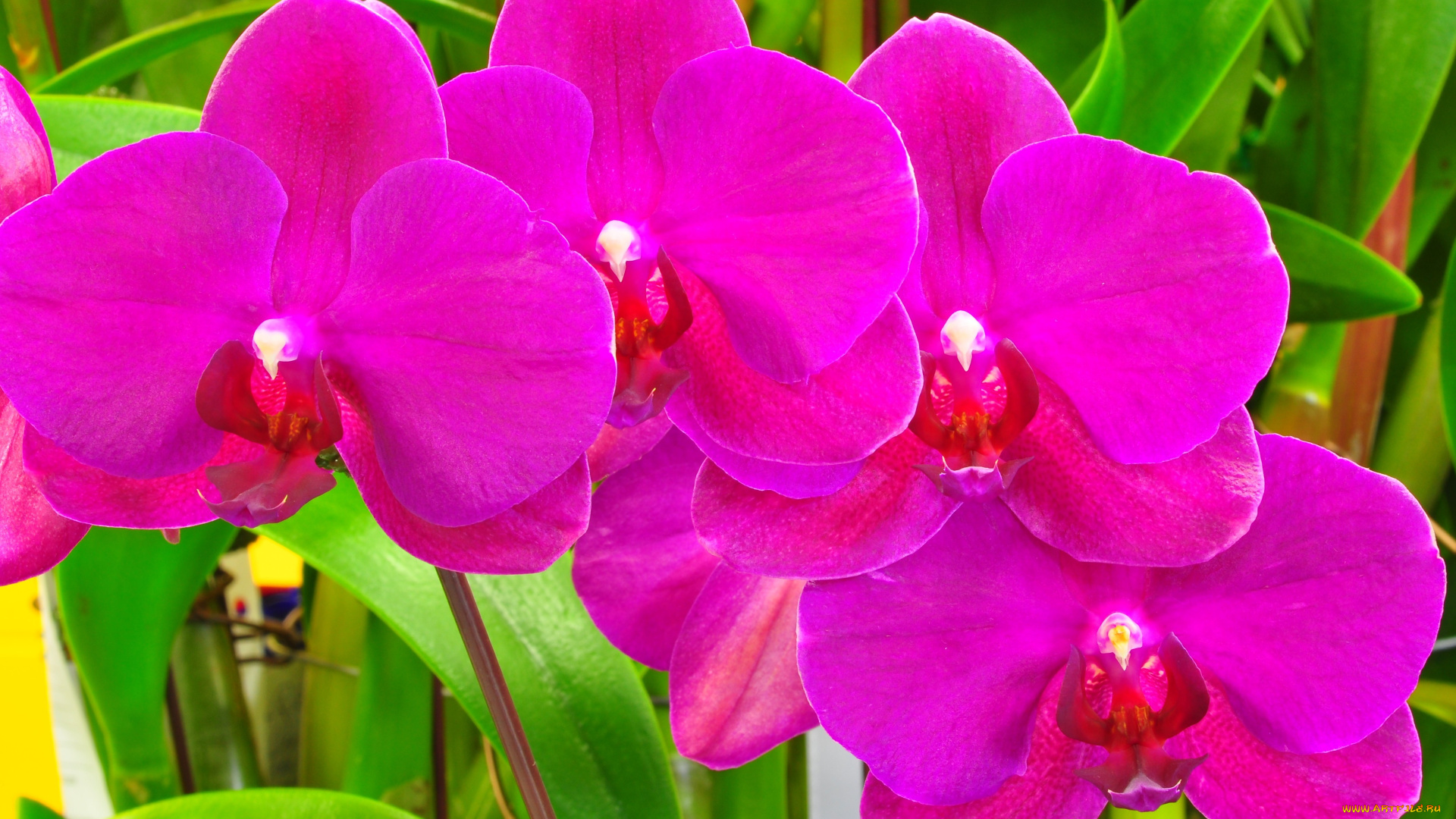 цветы, орхидеи, розовый, яркий