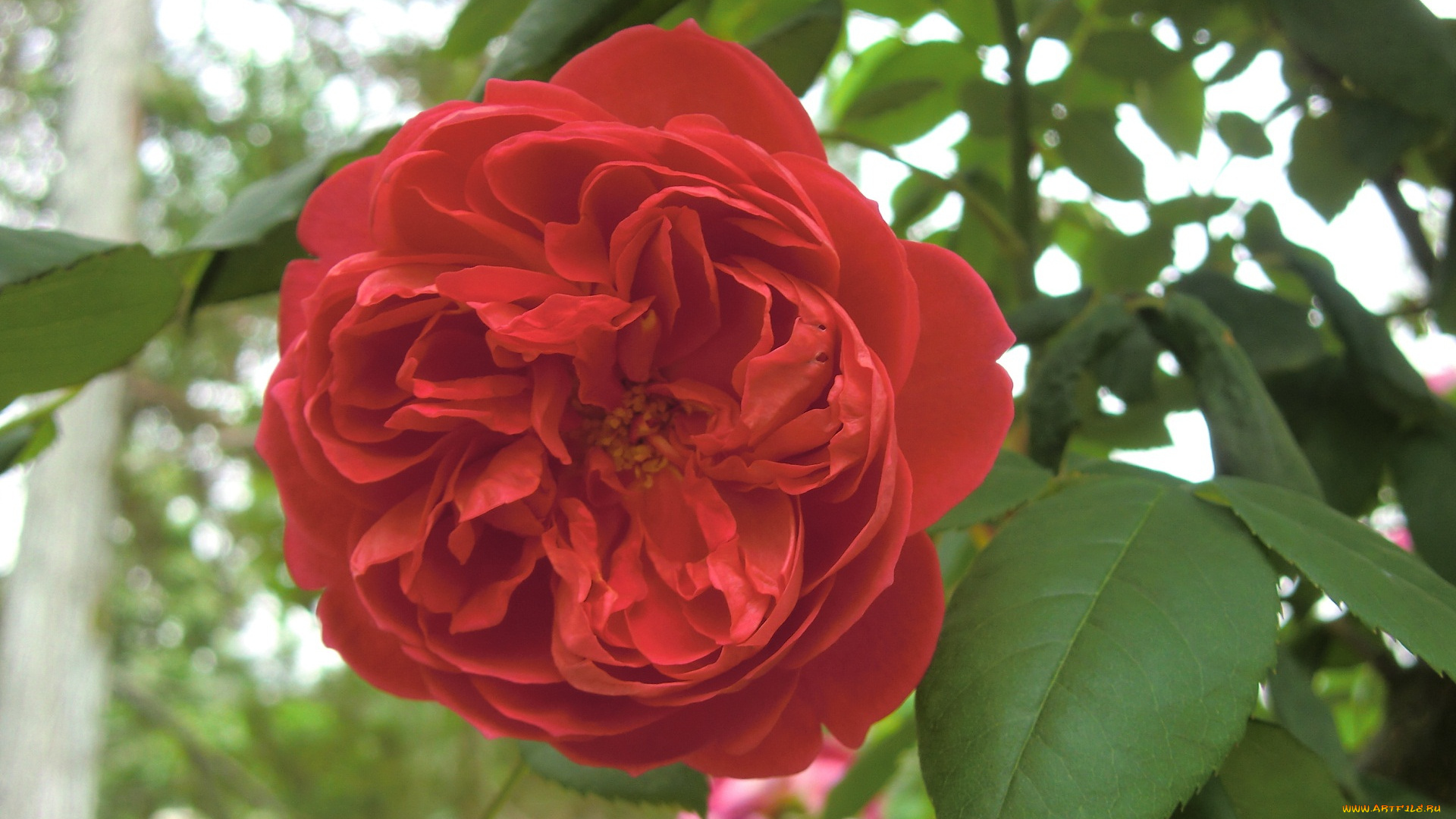 цветы, розы, цветок, листья