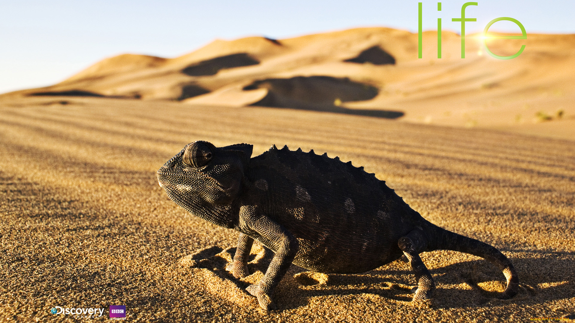 животные, хамелеоны, песок, ящерица