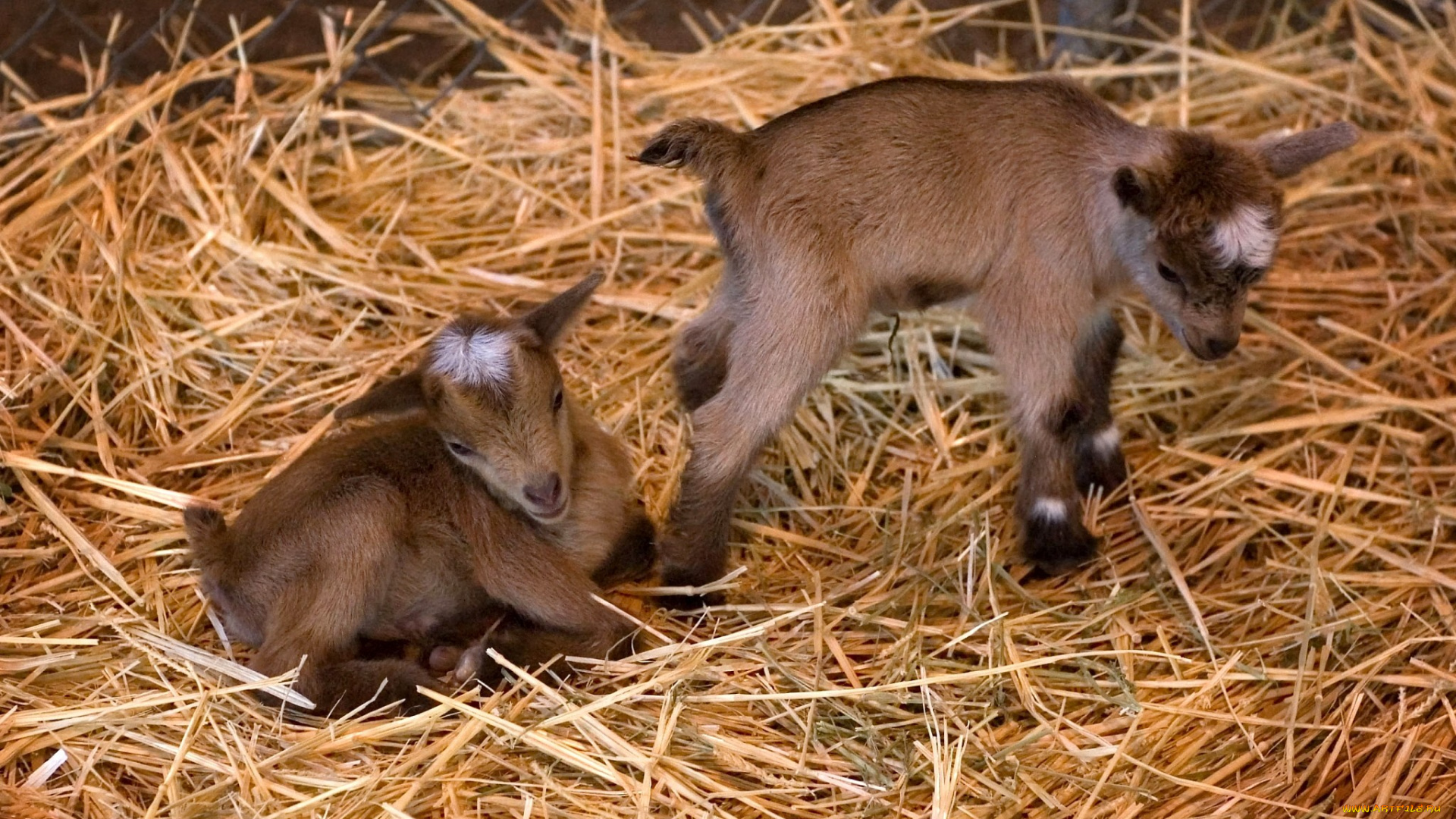 животные, козы, малыши, коричневый, двое, сено