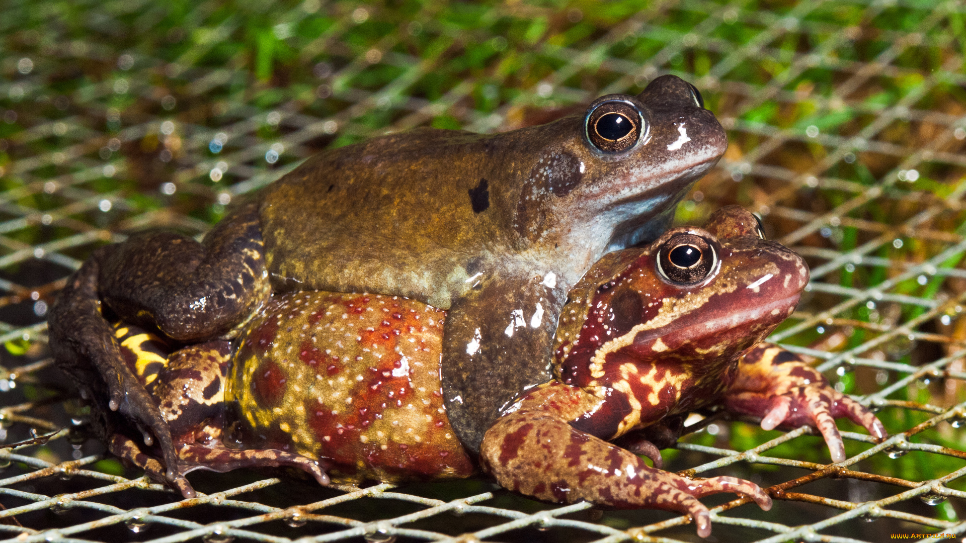 животные, лягушки, пучеглазые, квакушки, влажный, жабы, сырость