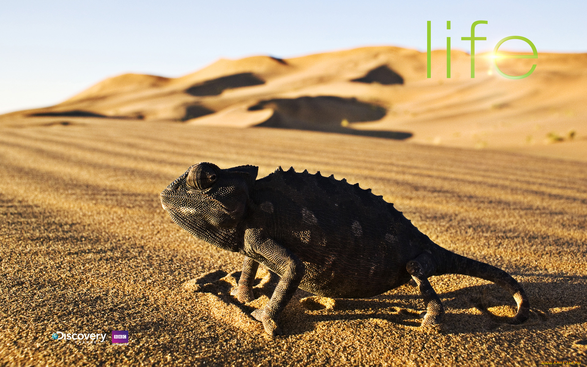 животные, хамелеоны, песок, ящерица