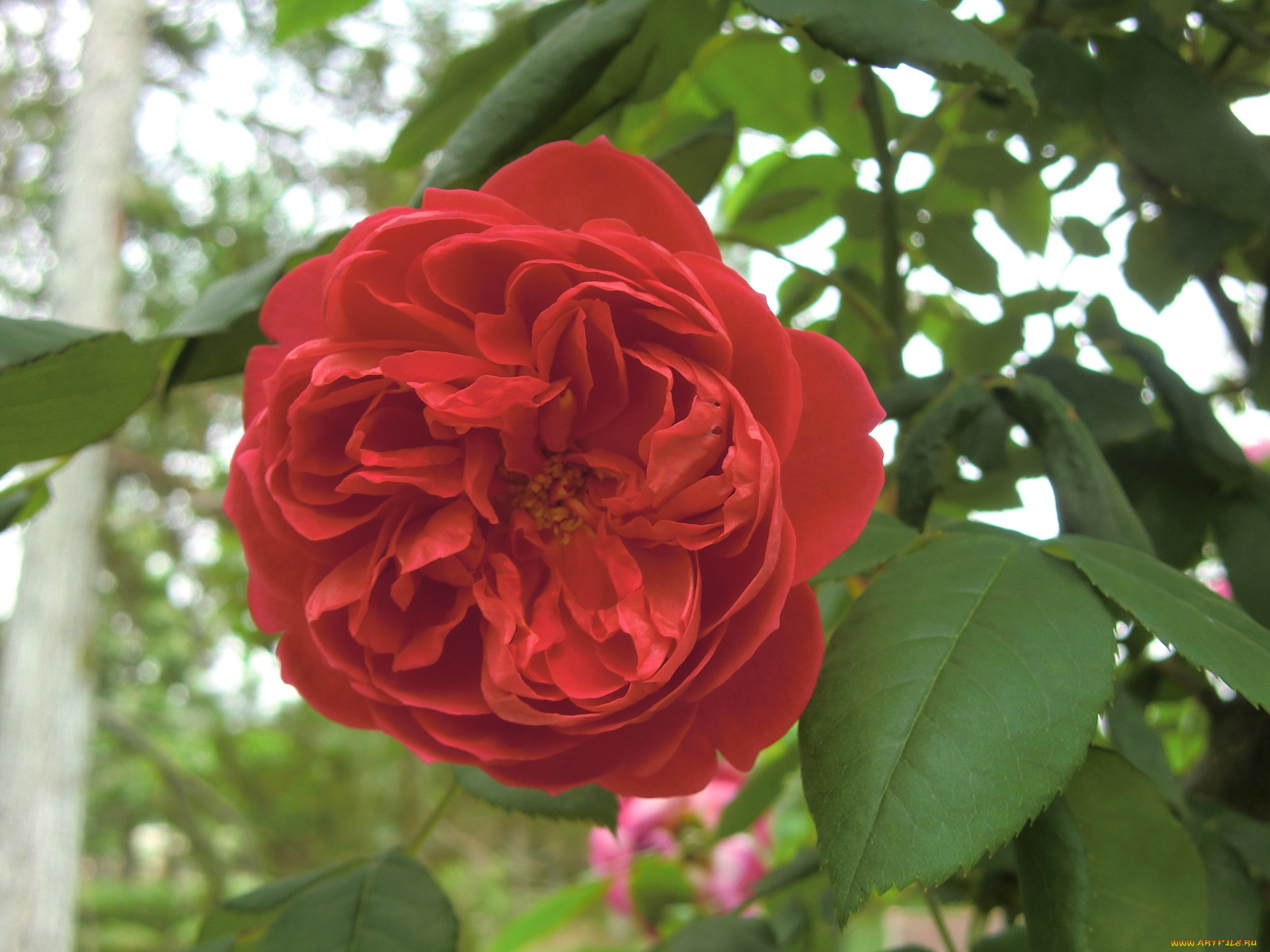 цветы, розы, цветок, листья