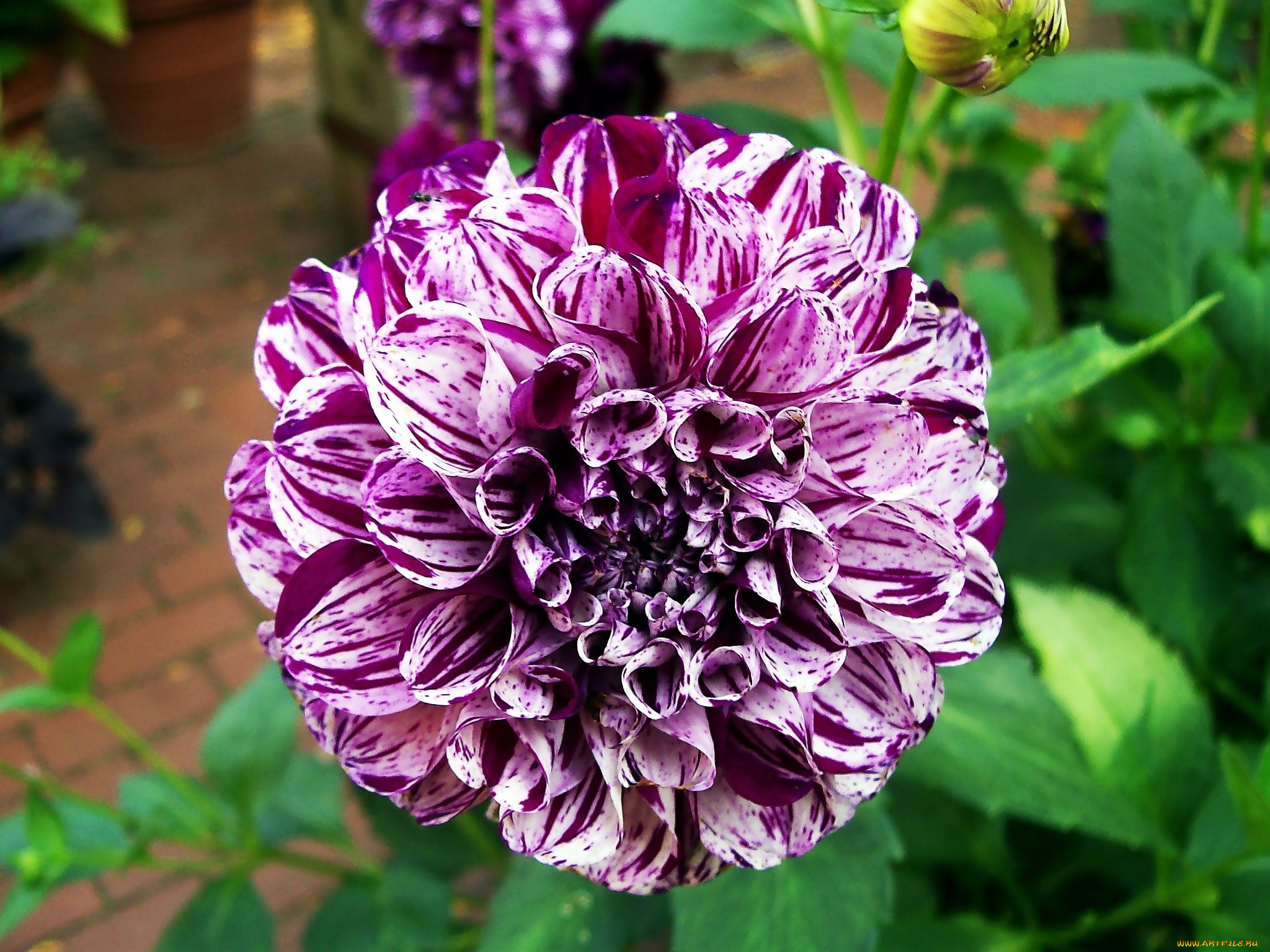 цветы, георгины, пестрый, круглый