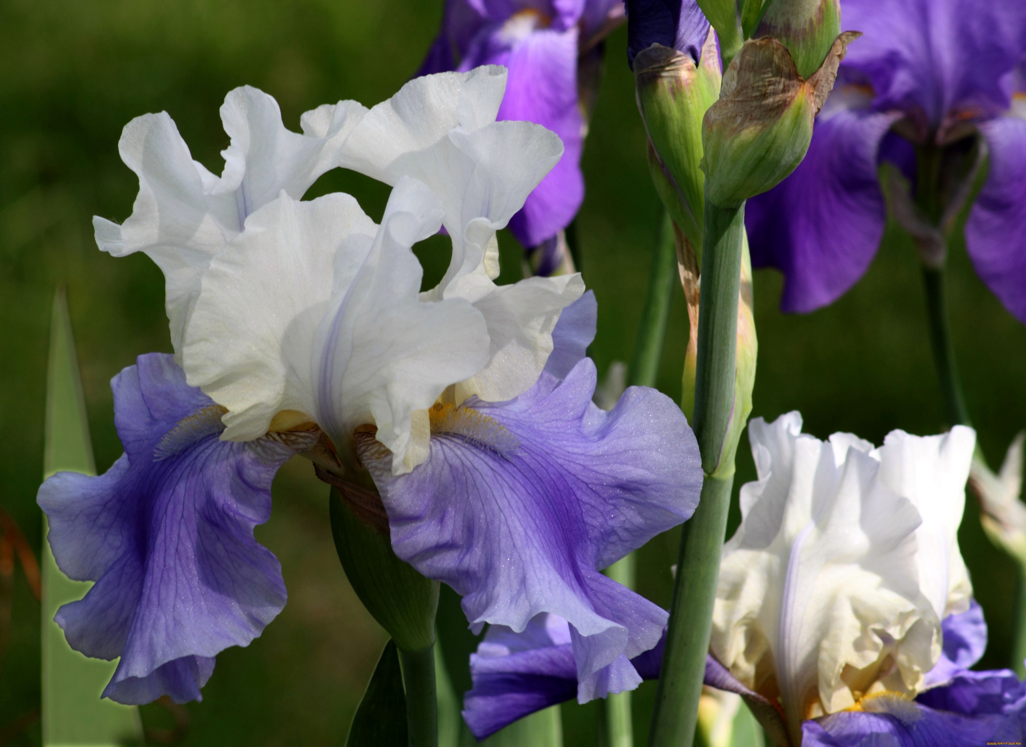 цветы, ирисы, фиолетовый