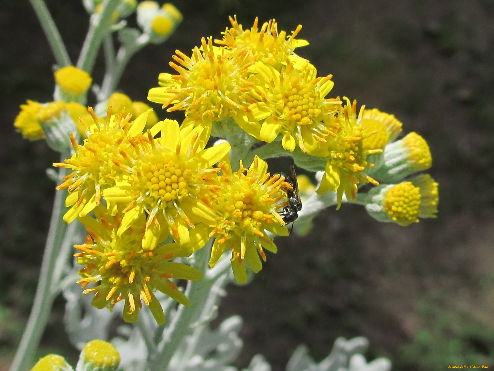 цветы, желтые