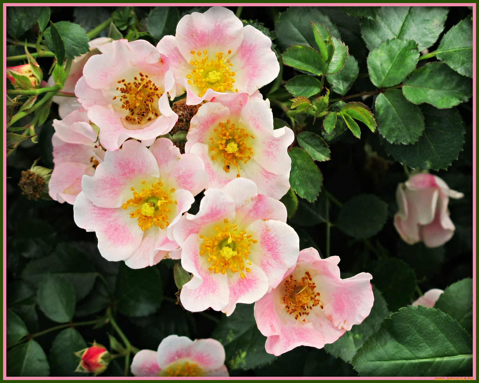 цветы, шиповник, бутоны