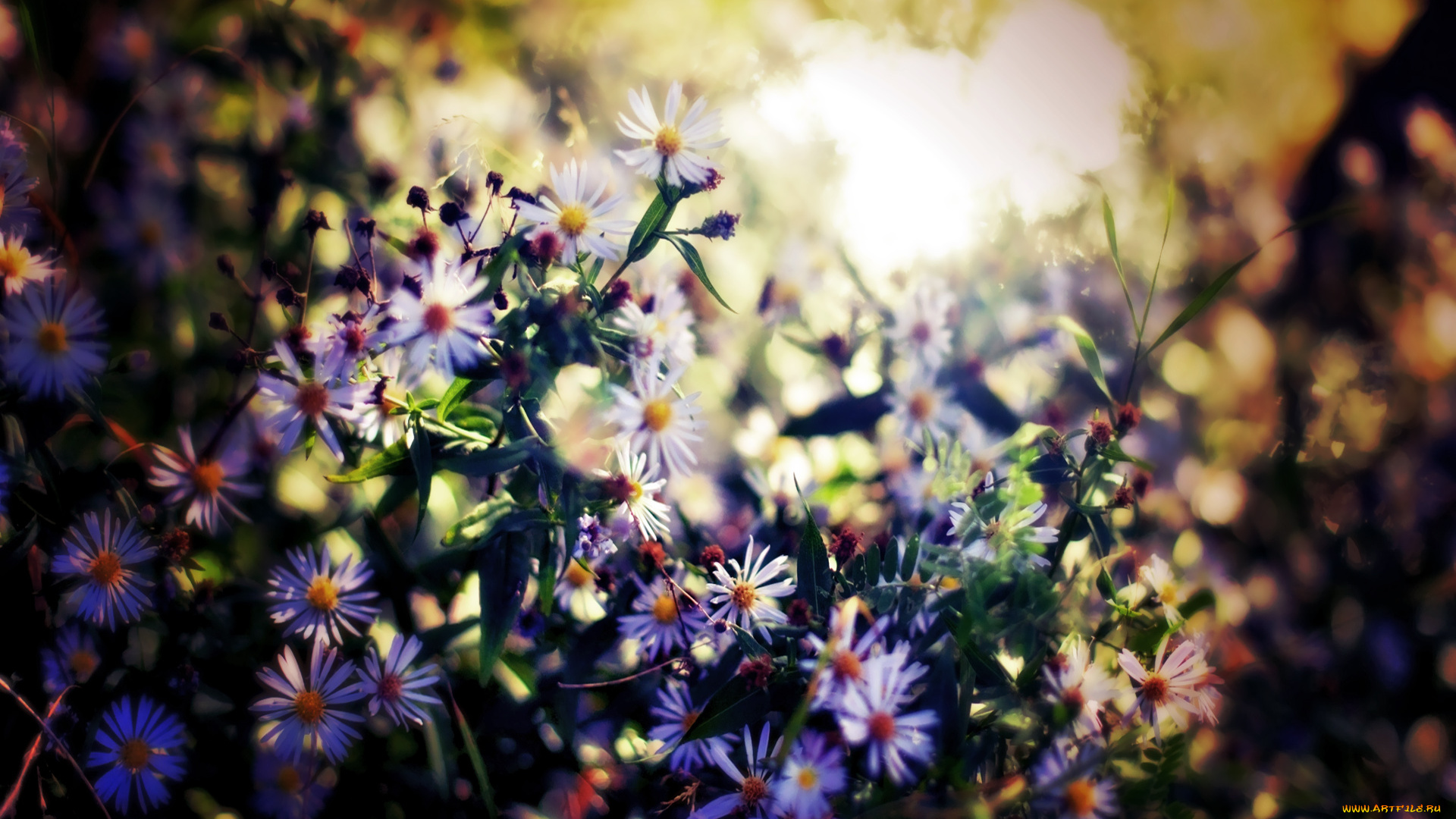 цветы, астры, луг, солнце