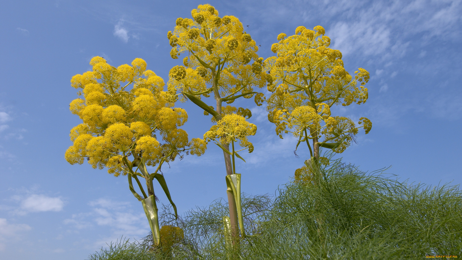 цветы, луговые, полевые