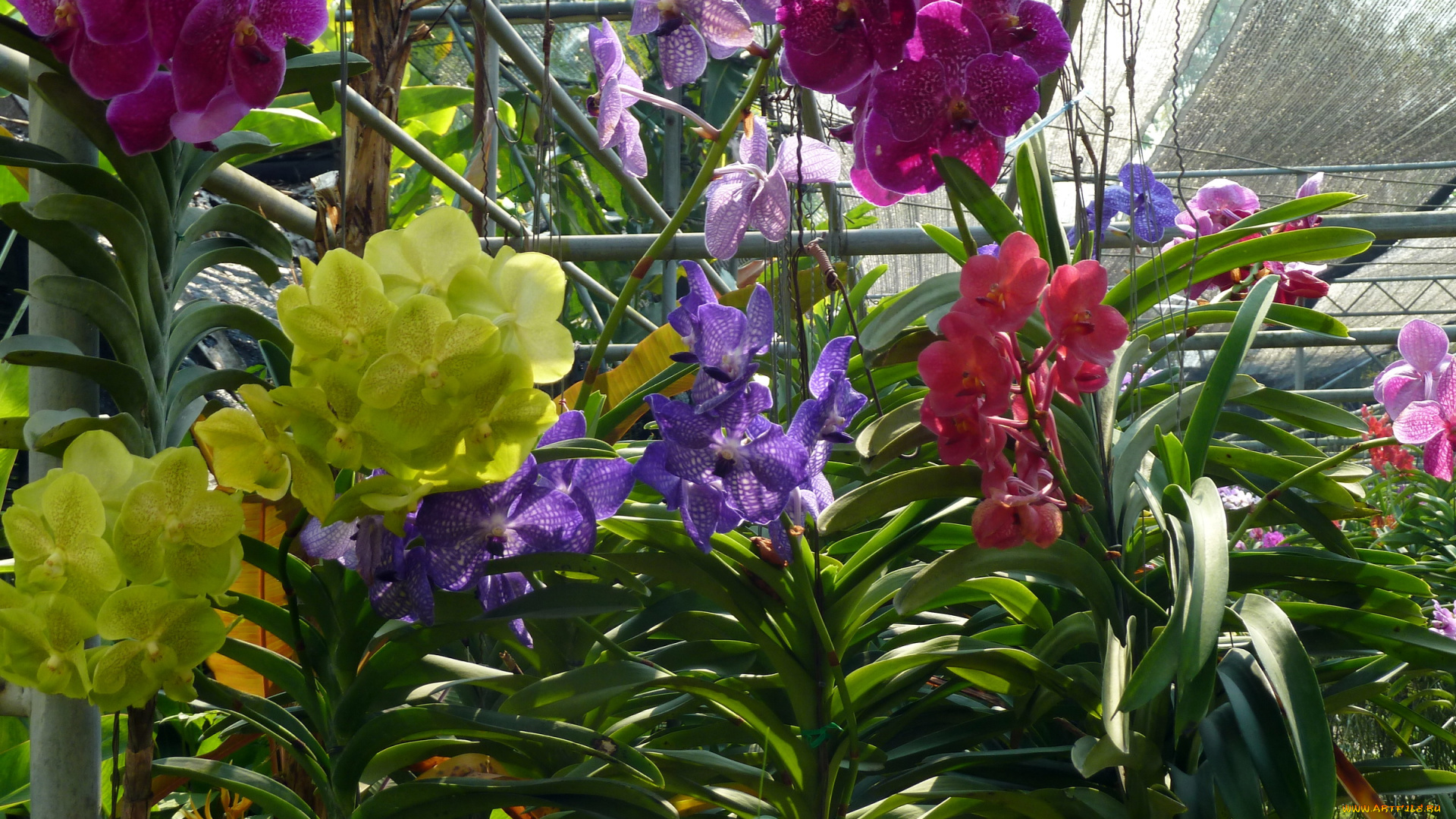 цветы, орхидеи, оранжерея, желтые, красные, розовые