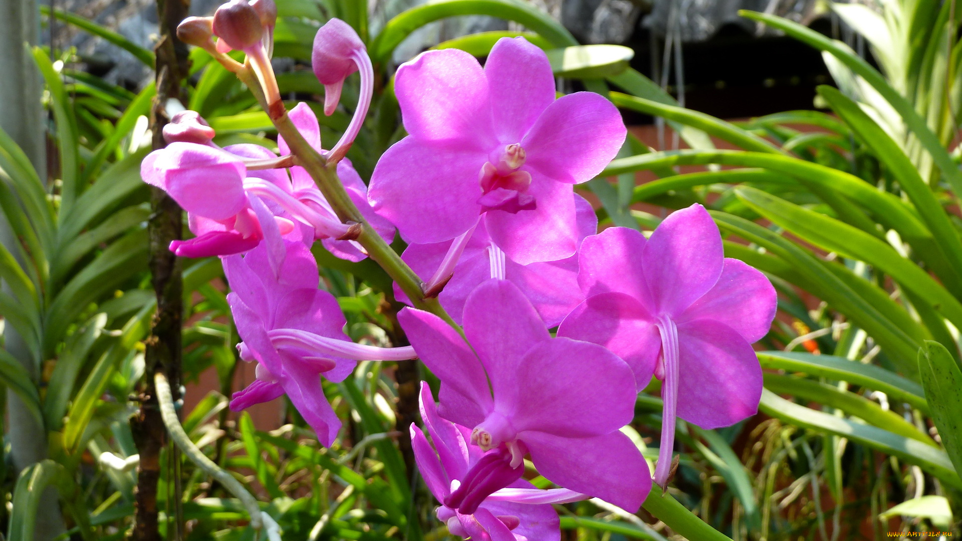 цветы, орхидеи, розовые
