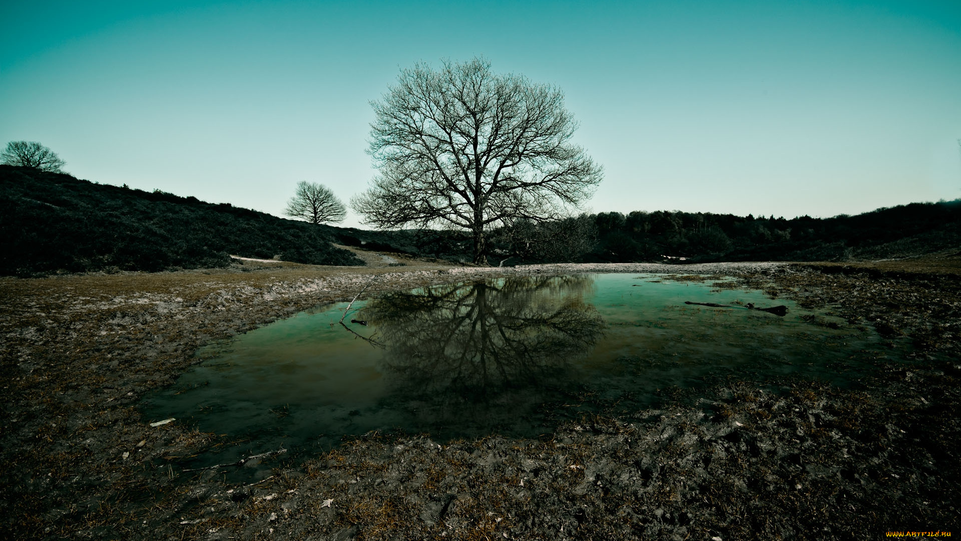 drinking, pool, природа, деревья, поле, пригорок, дерево, лужа, отражение