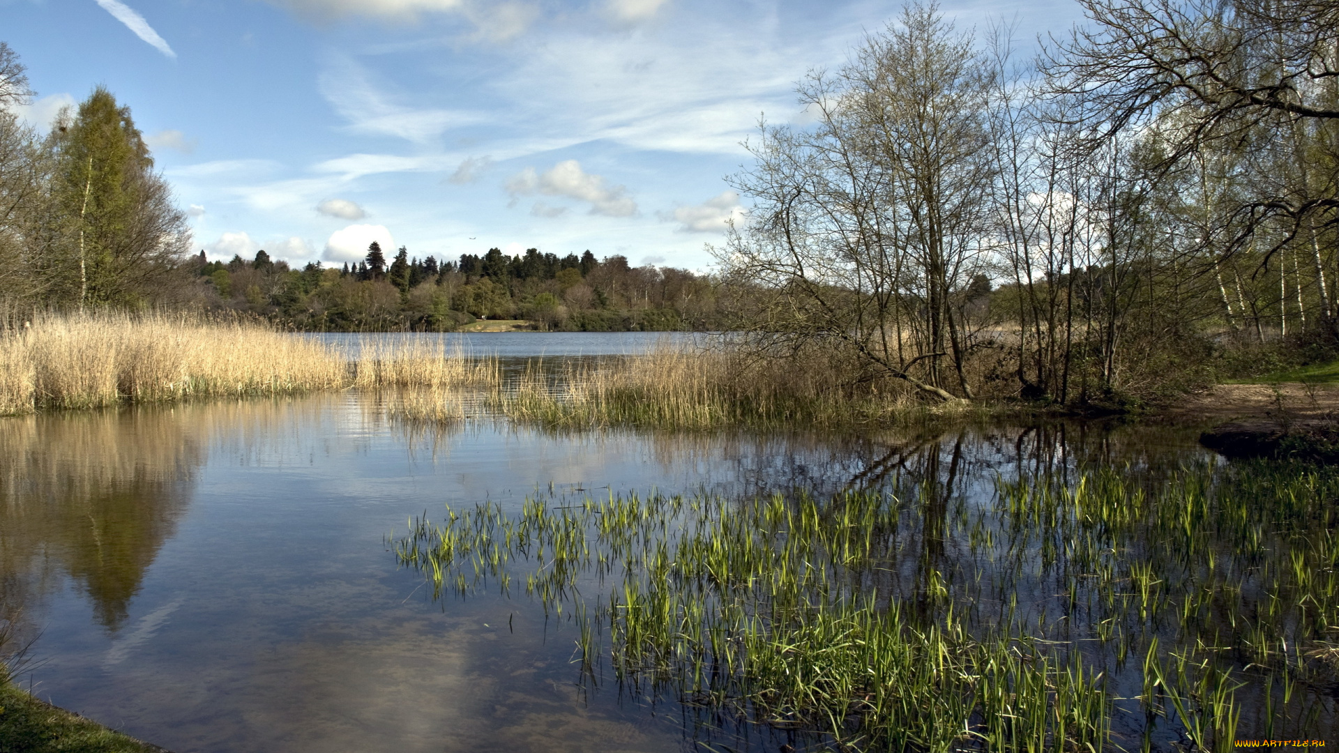 природа, реки, озера, река, деревья