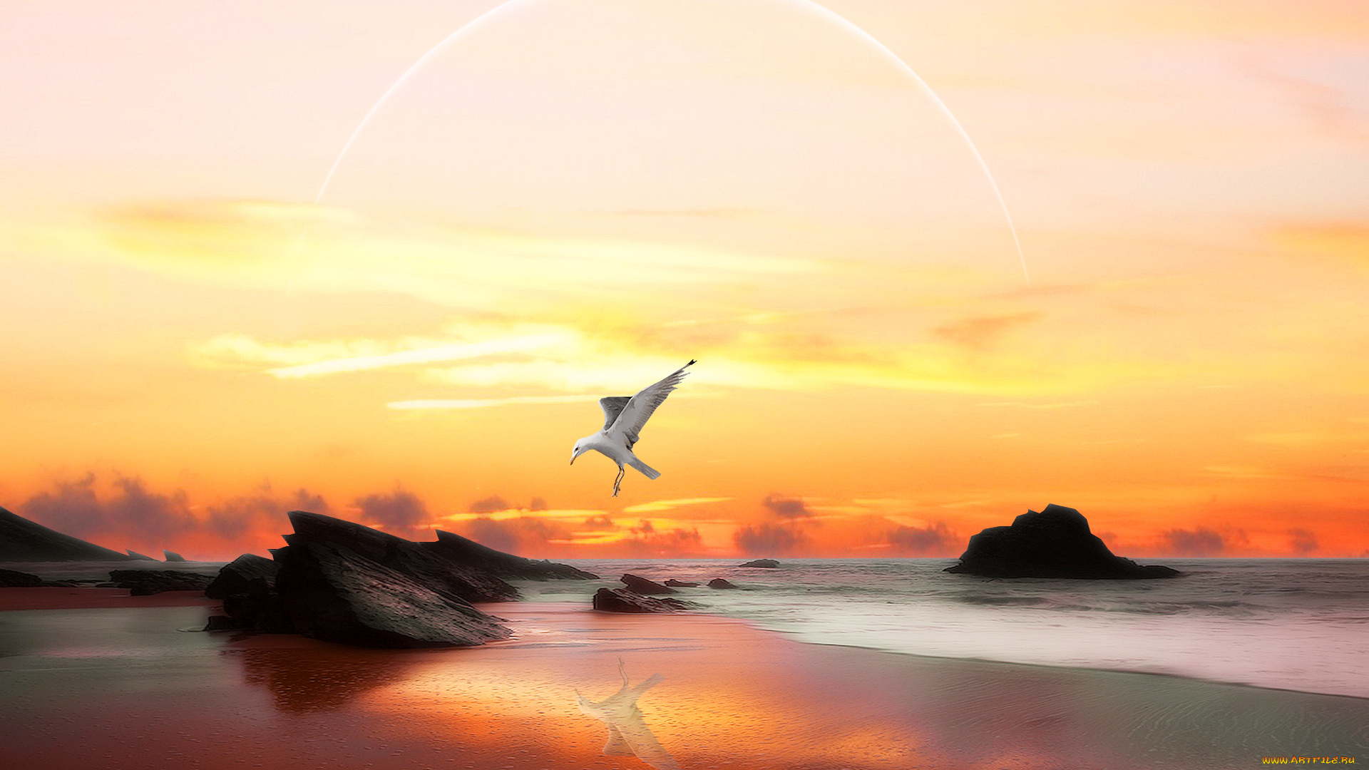 sea, view, животные, Чайки, бакланы, крачки, чайка, краски, море