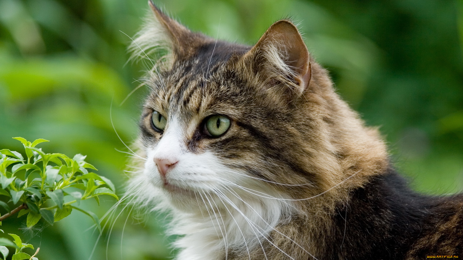 животные, коты, котэ