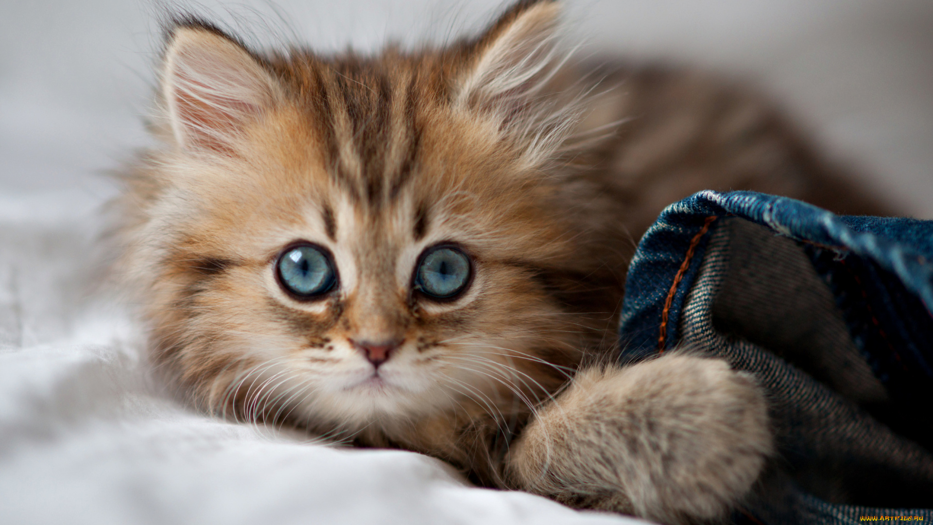 животные, коты, взгляд, котенок