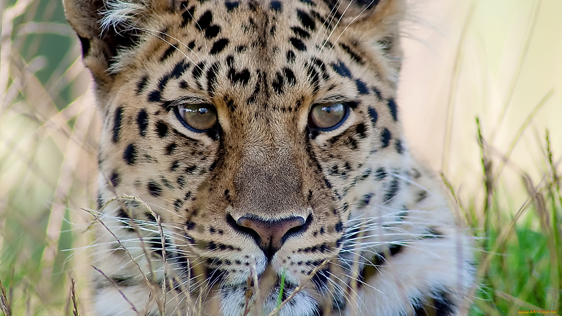 животные, леопарды, 4х3, леопард, морда, усы, взгляд