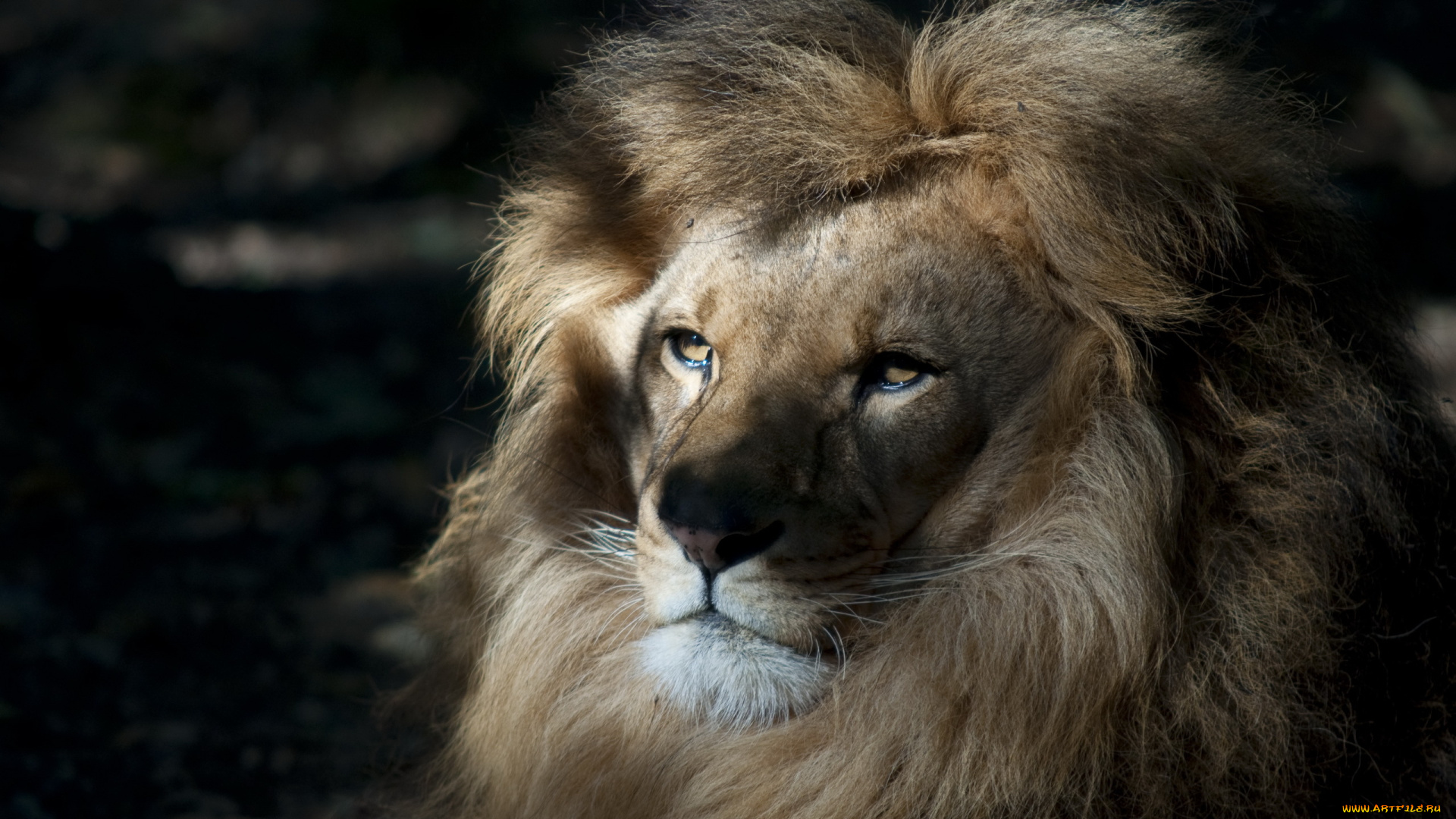животные, львы, царь, природа, лев