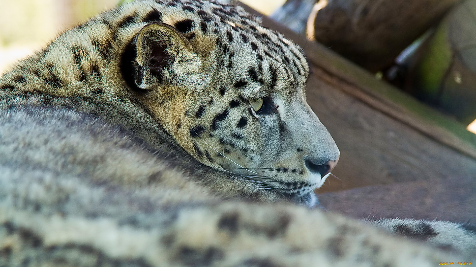 животные, снежный, барс, ирбис, отдых