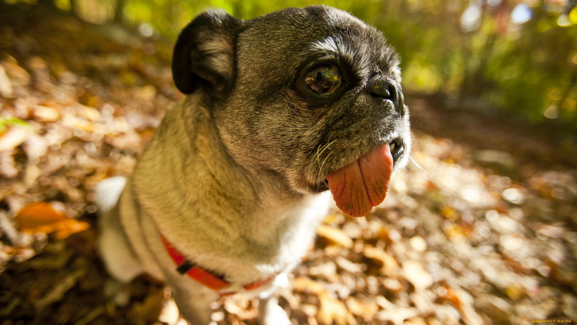 животные, собаки, мопс, язык