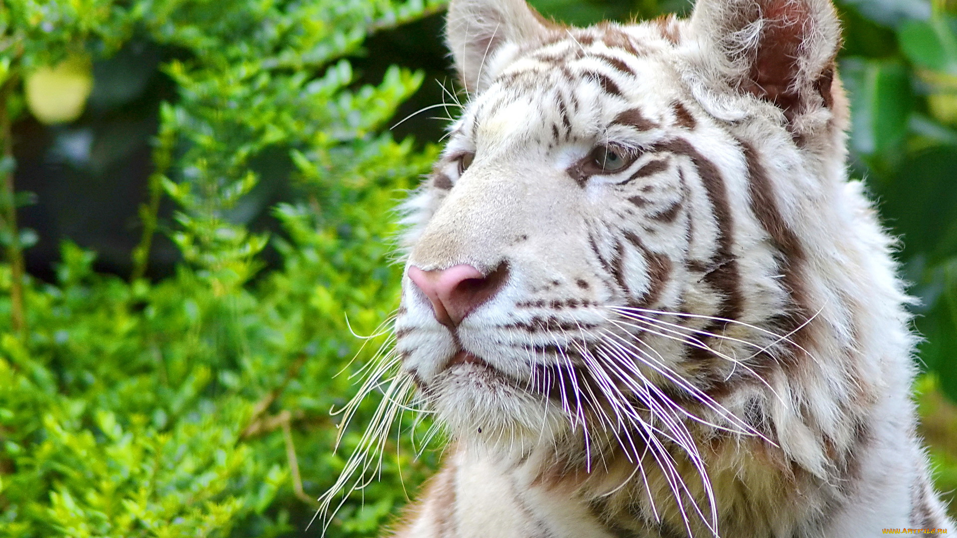 животные, тигры, белый, тигр, морда, взгляд, усы