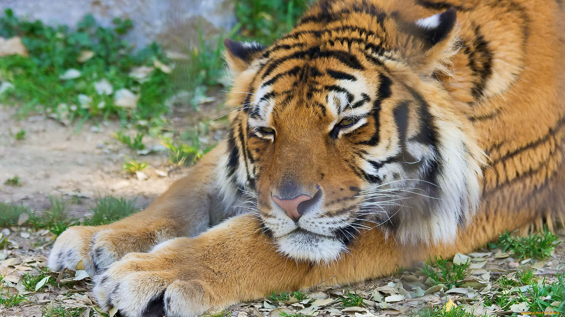 животные, тигры, лапы, морда, тигр