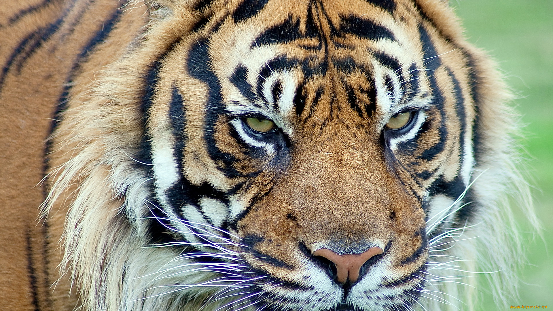 животные, тигры, тигр, суматранский, морда, взгляд, 4х3