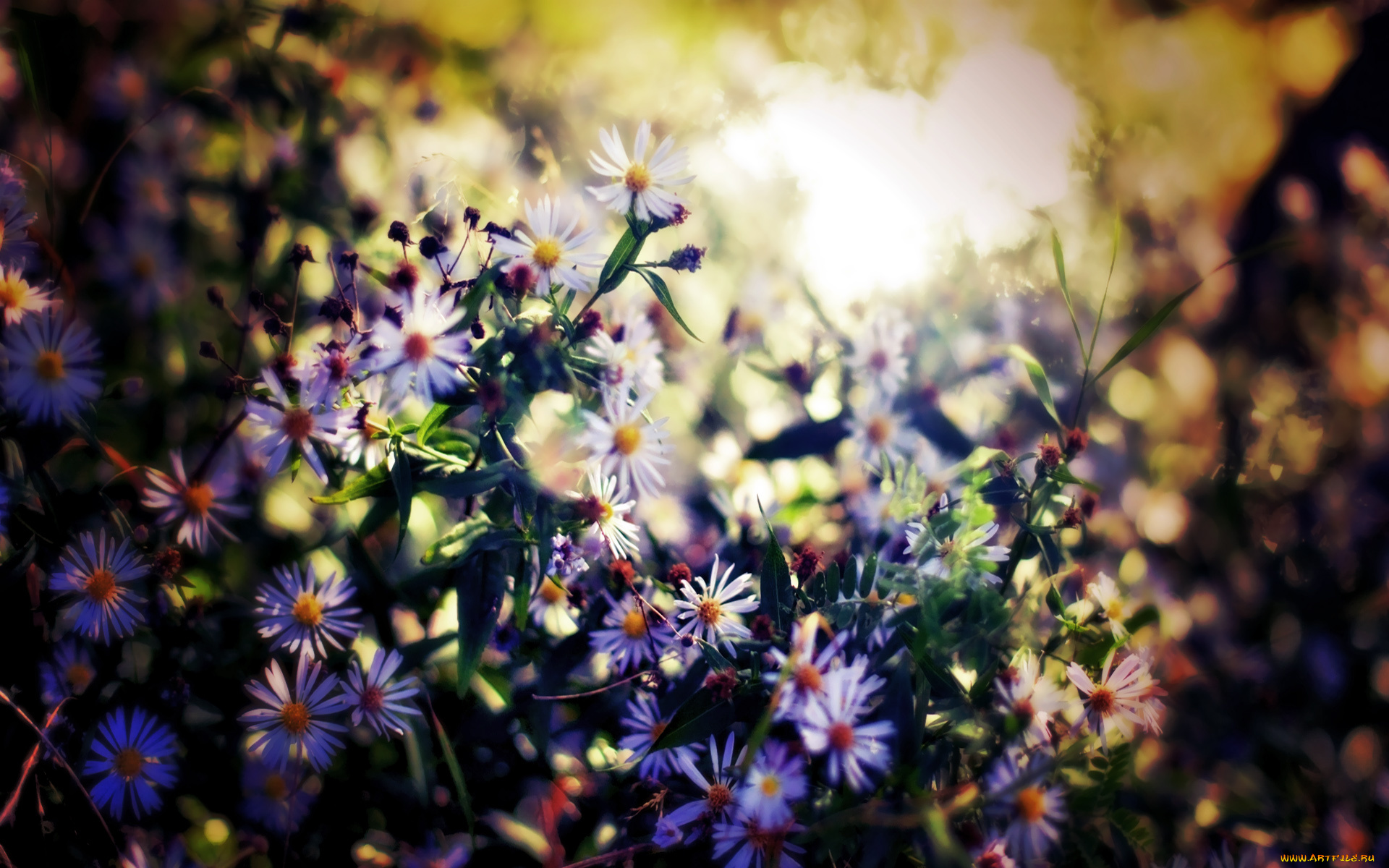 цветы, астры, луг, солнце