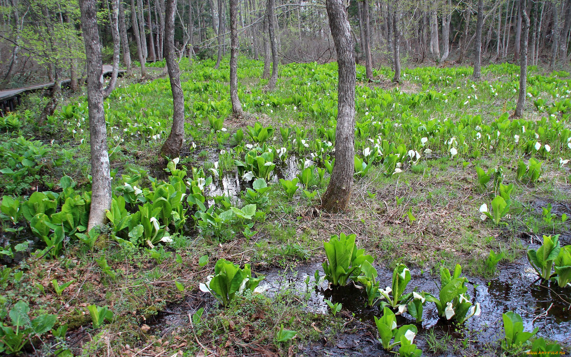природа, лес, весна, лужи, цветы, деревья