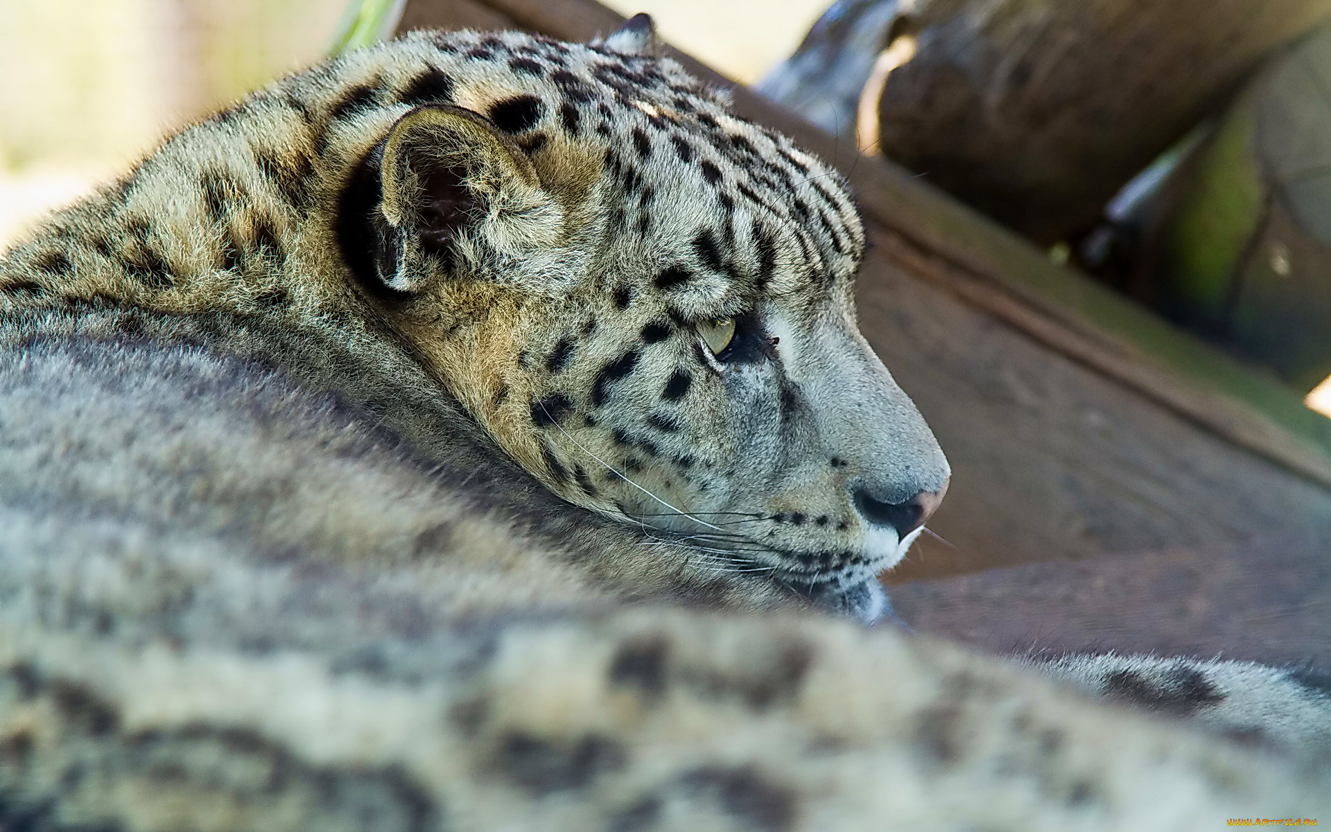 животные, снежный, барс, ирбис, отдых