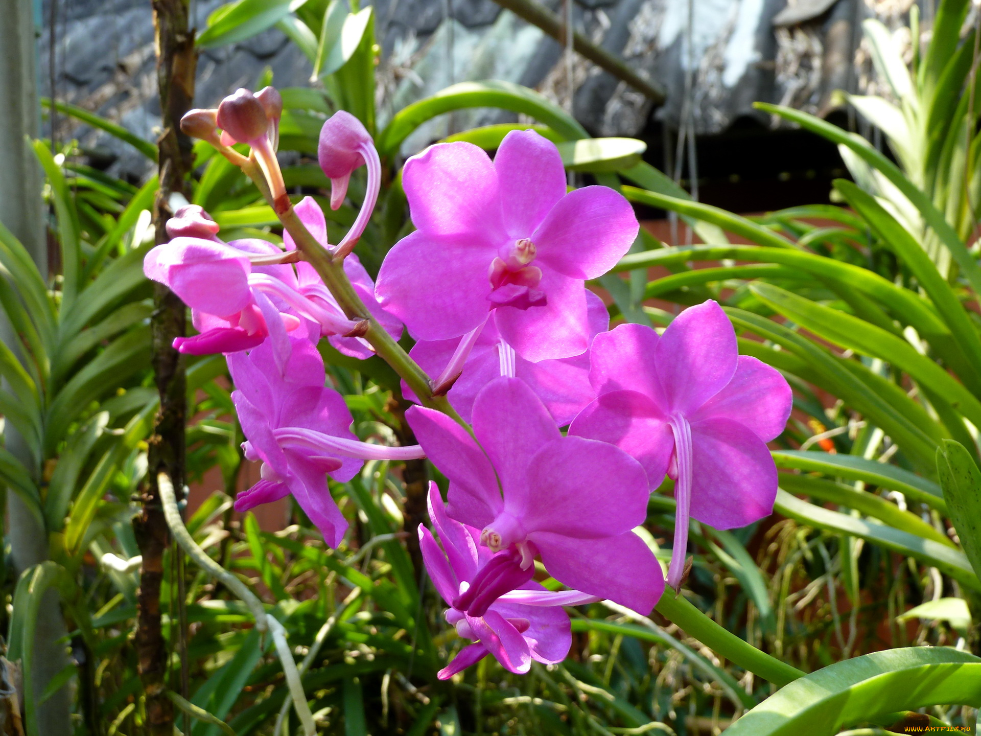 цветы, орхидеи, розовые