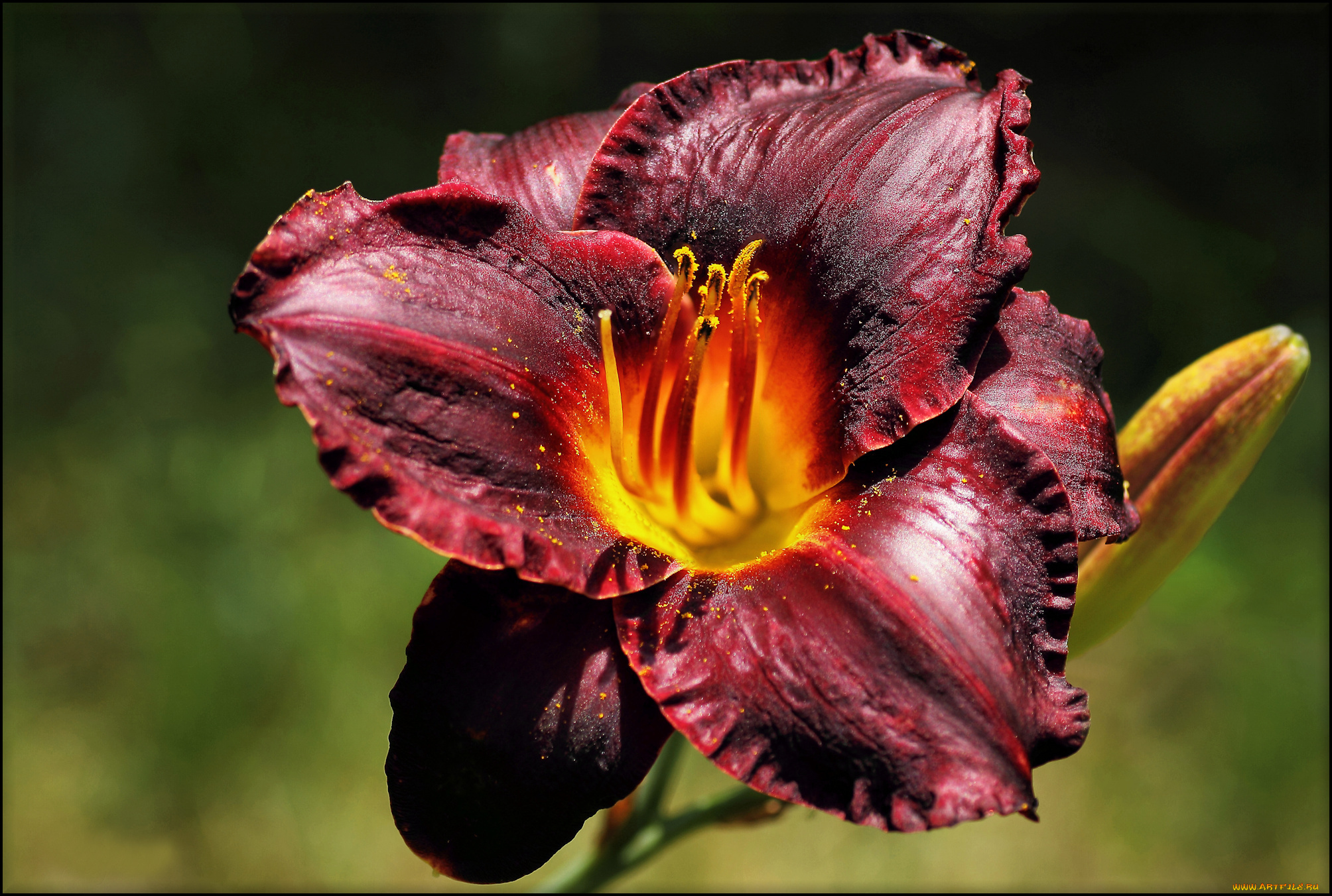 цветы, лилии, лилейники, лепестки