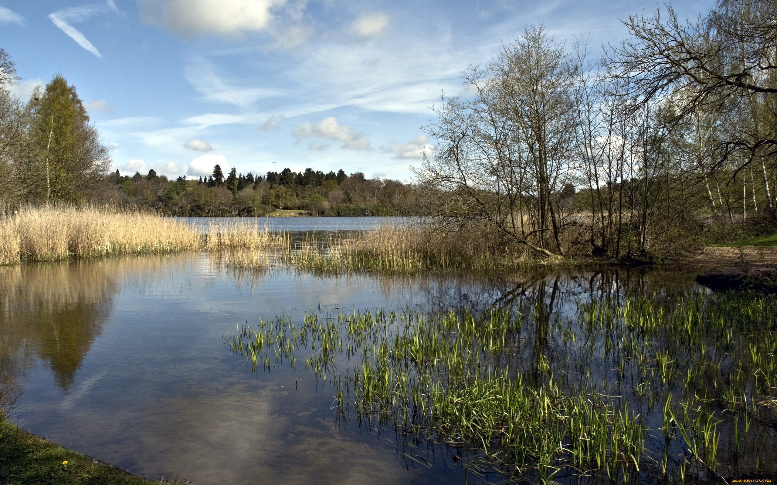 природа, реки, озера, река, деревья
