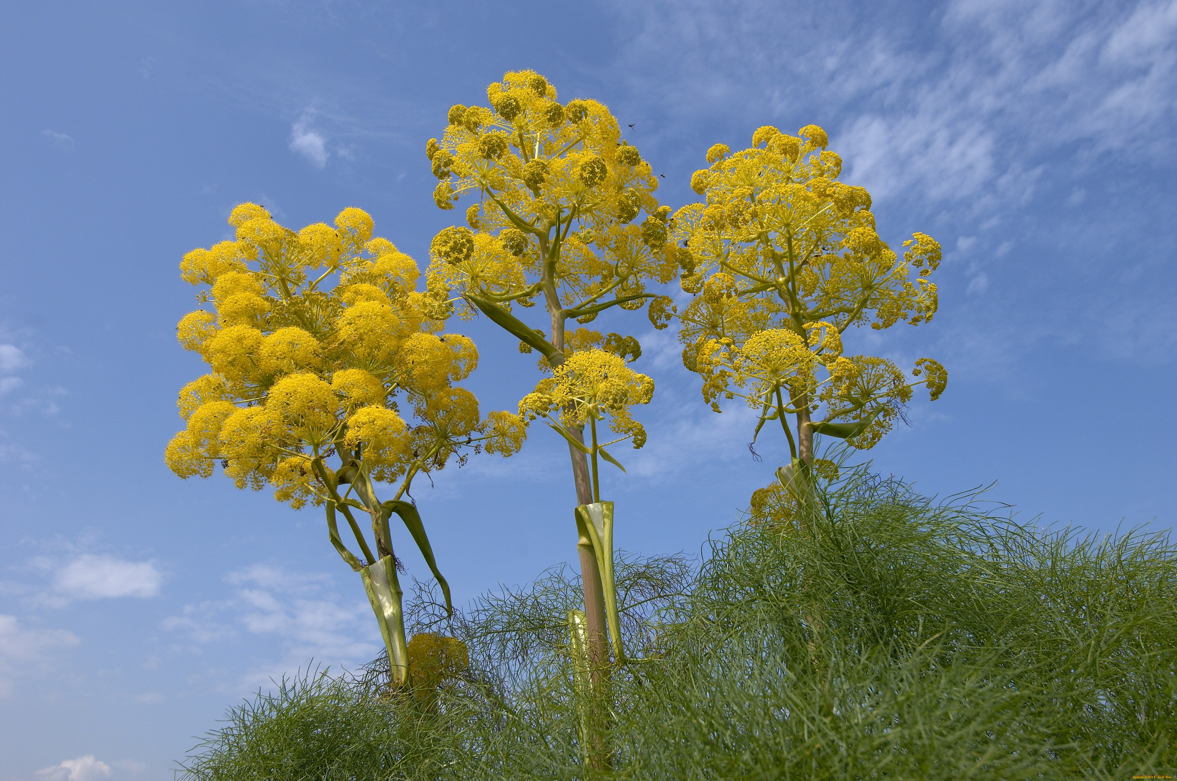 цветы, луговые, полевые