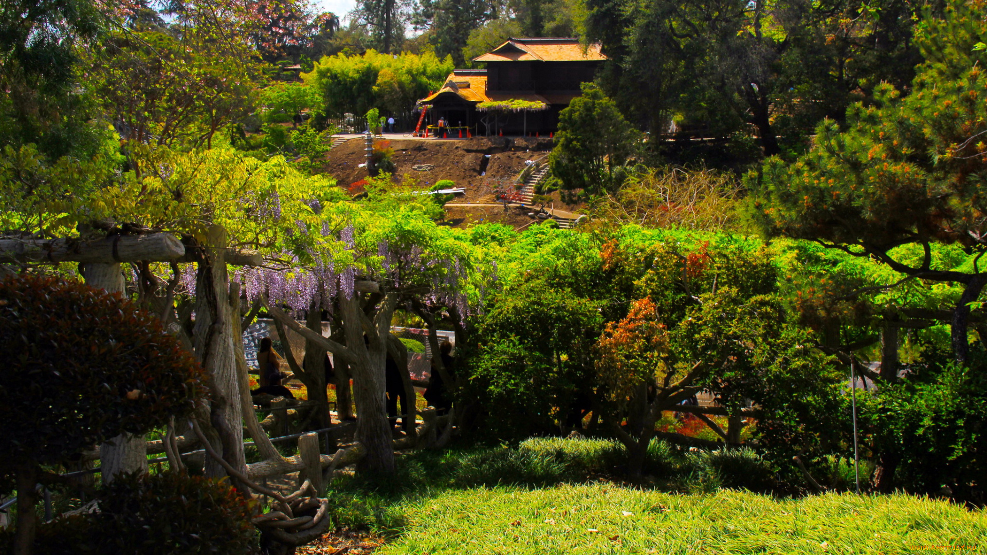 botanical, garden, san, marino, california, природа, парк, растения