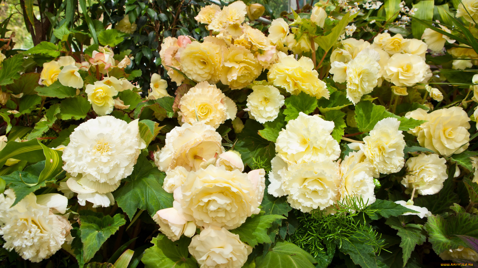 цветы, бегония, бегонии