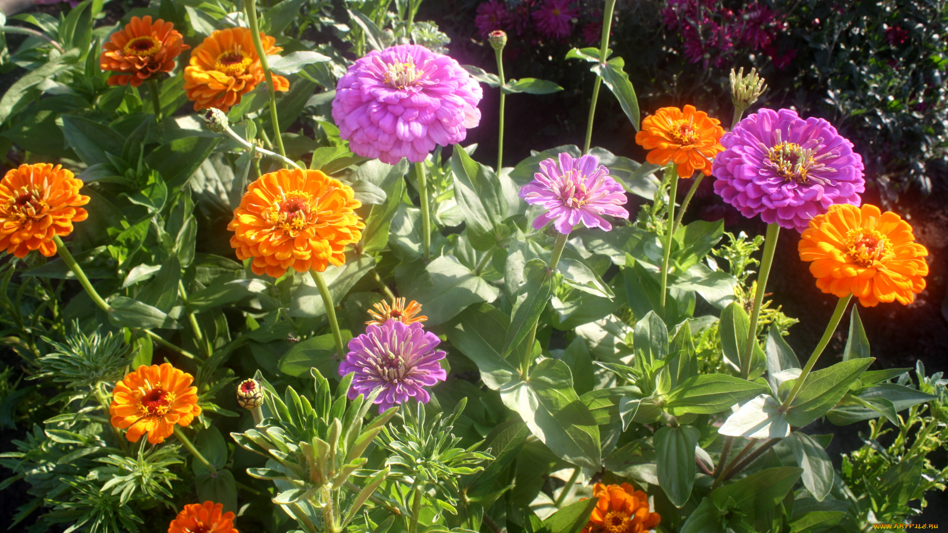 цветы, цинния, цинии