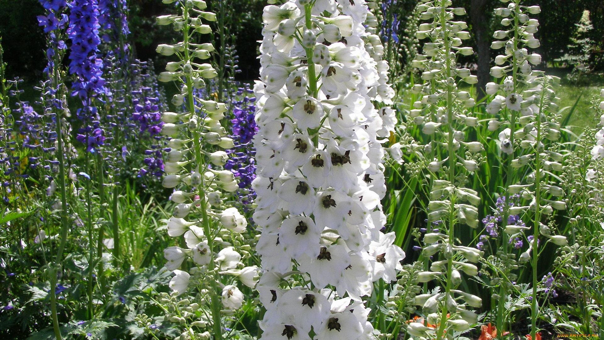 цветы, дельфиниум, дельфиниумы