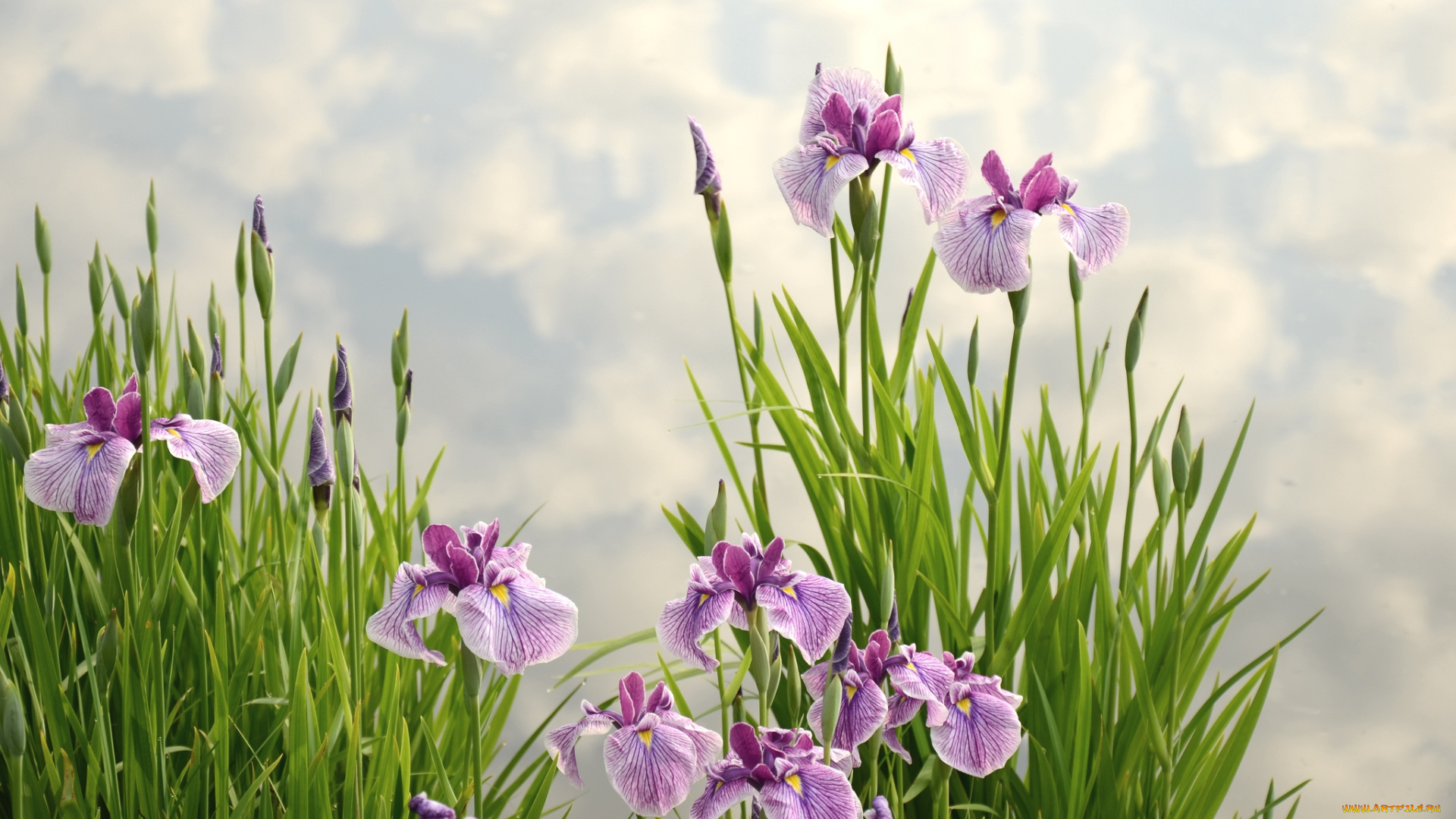 цветы, ирисы, сиреневый