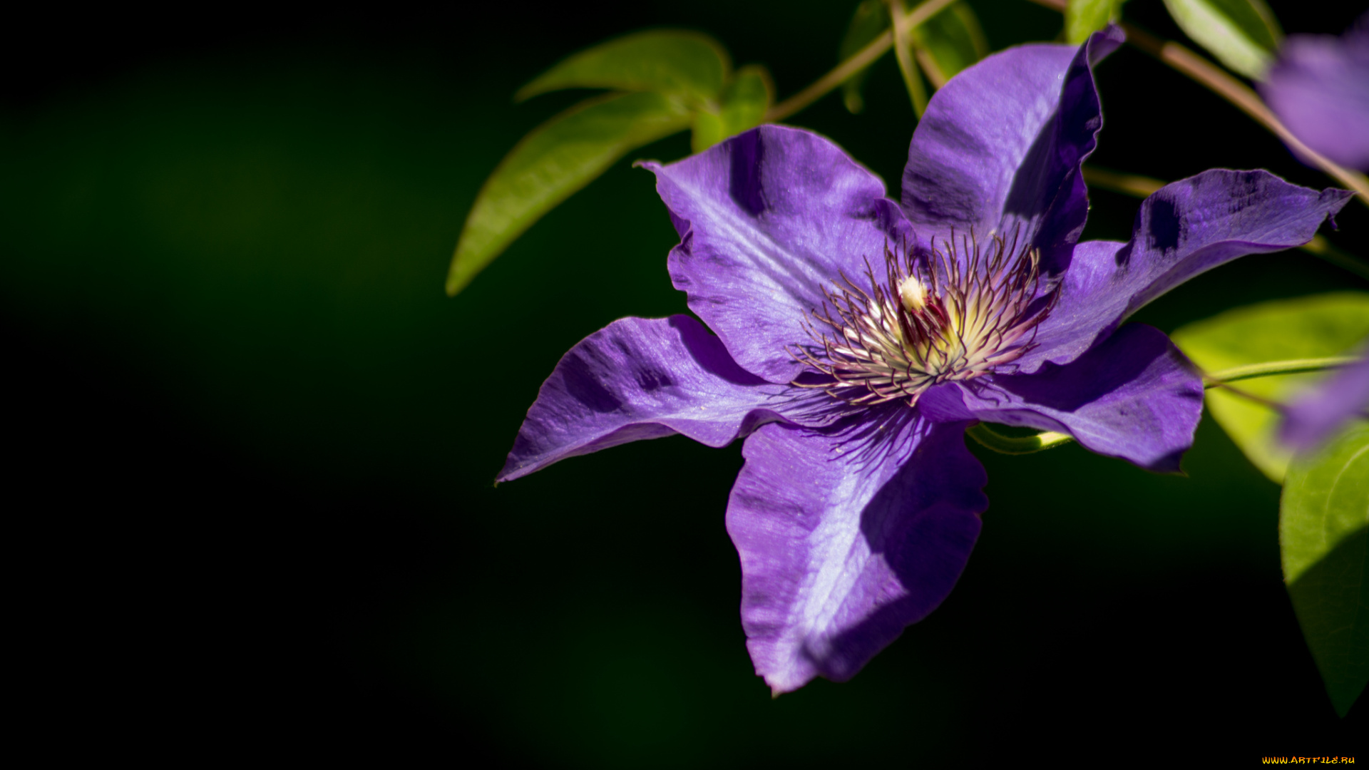 цветы, клематис, ломонос, фиолетовый