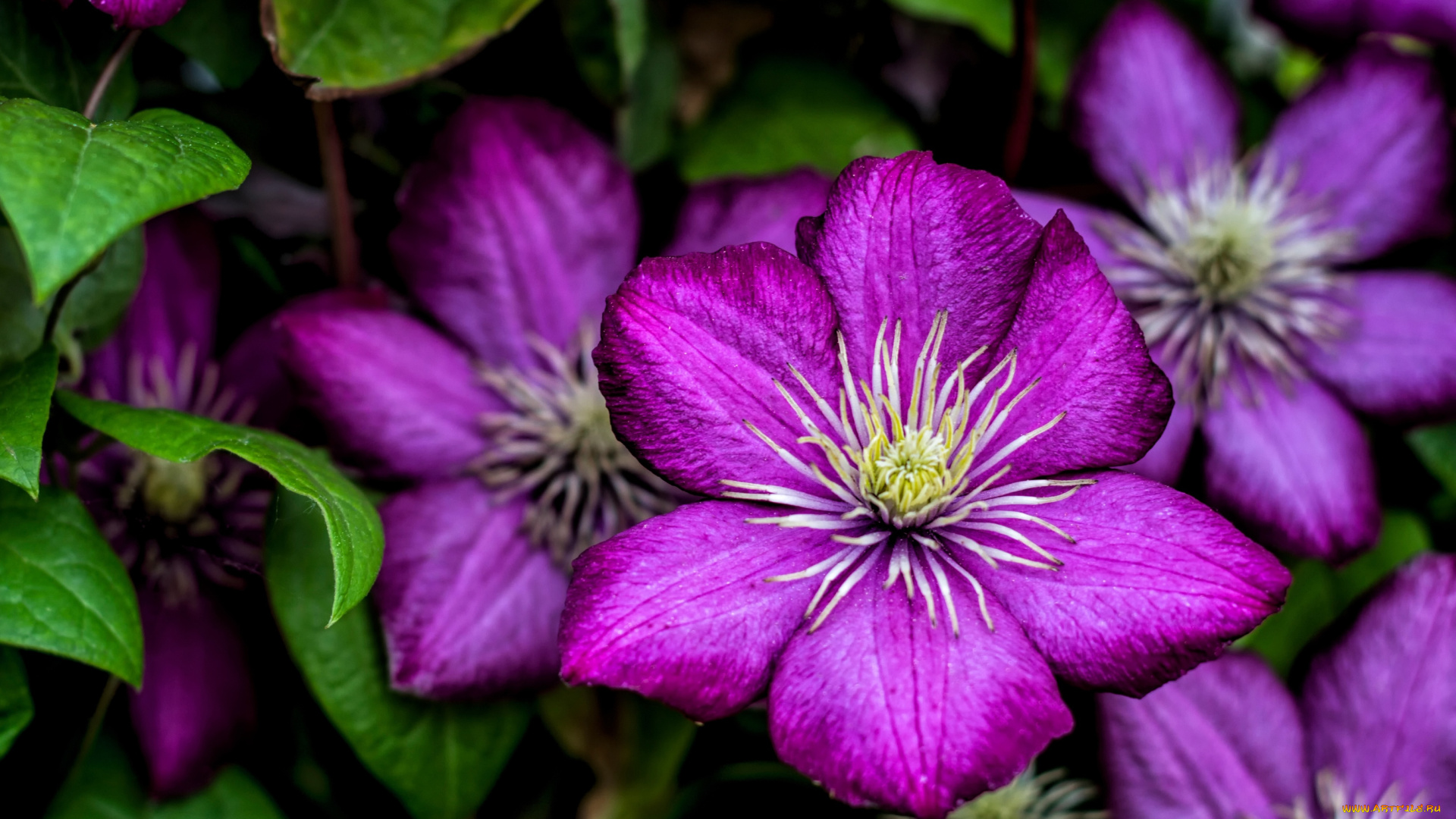 цветы, клематис, ломонос, фиолетовый