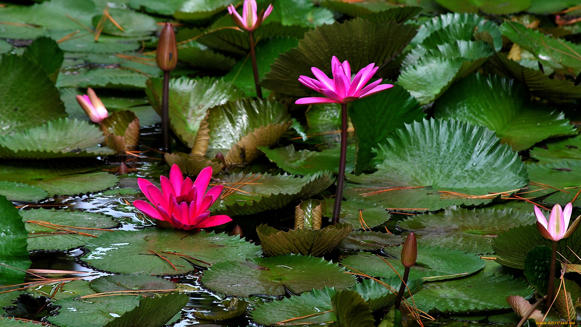 цветы, лилии, водяные, нимфеи, кувшинки, розовый
