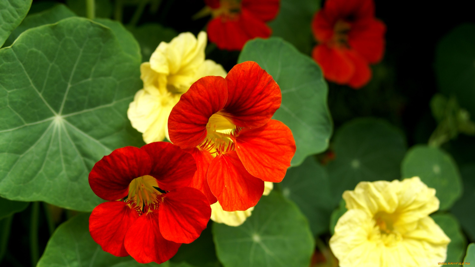 цветы, настурции, желтый, оранжевый