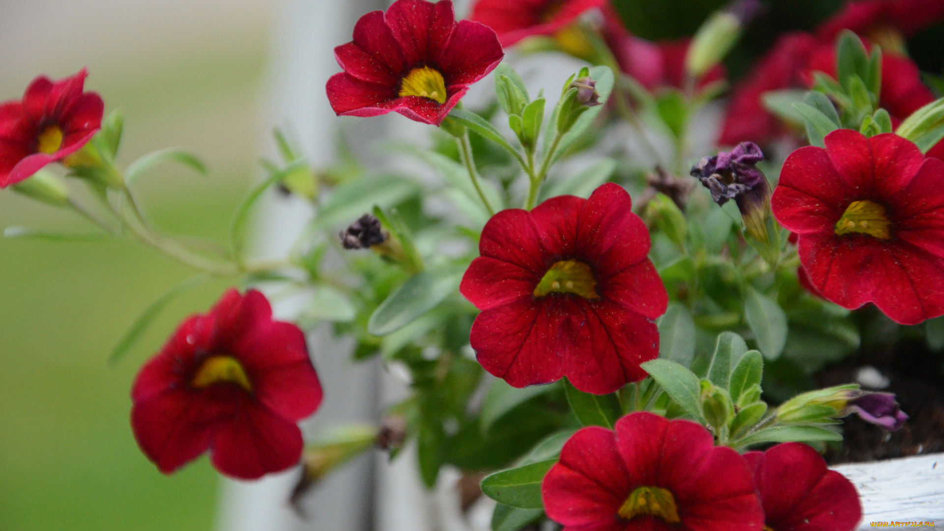 цветы, петунии, калибрахоа, красные