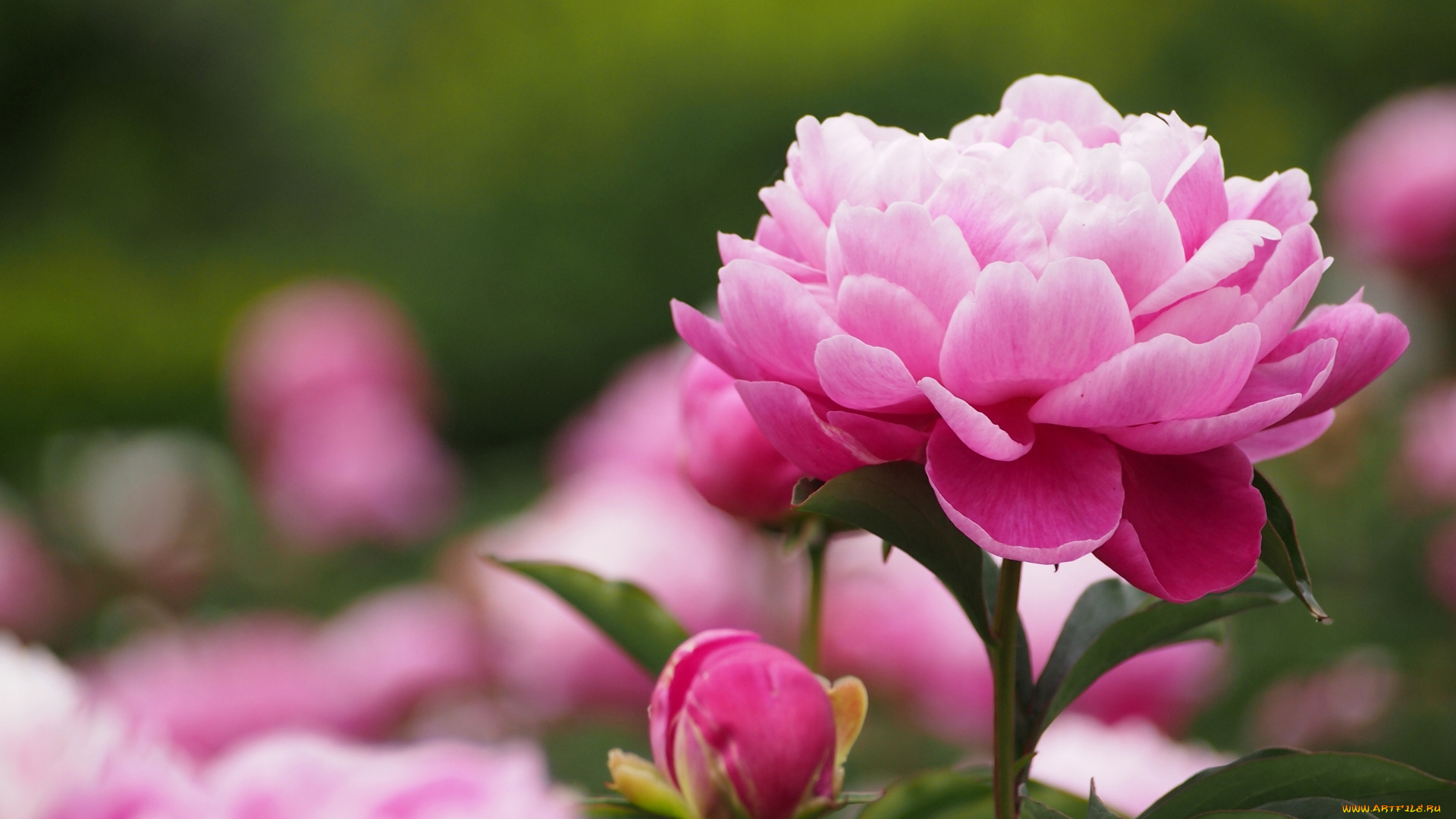 цветы, пионы, бутон