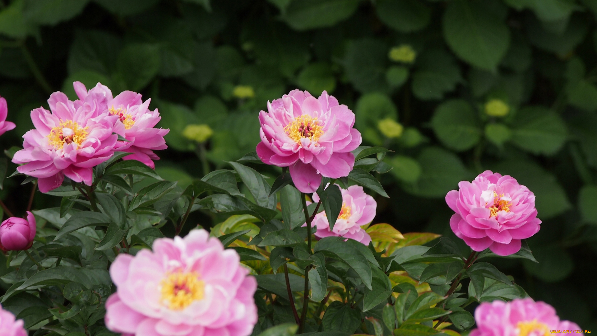 цветы, пионы, куст