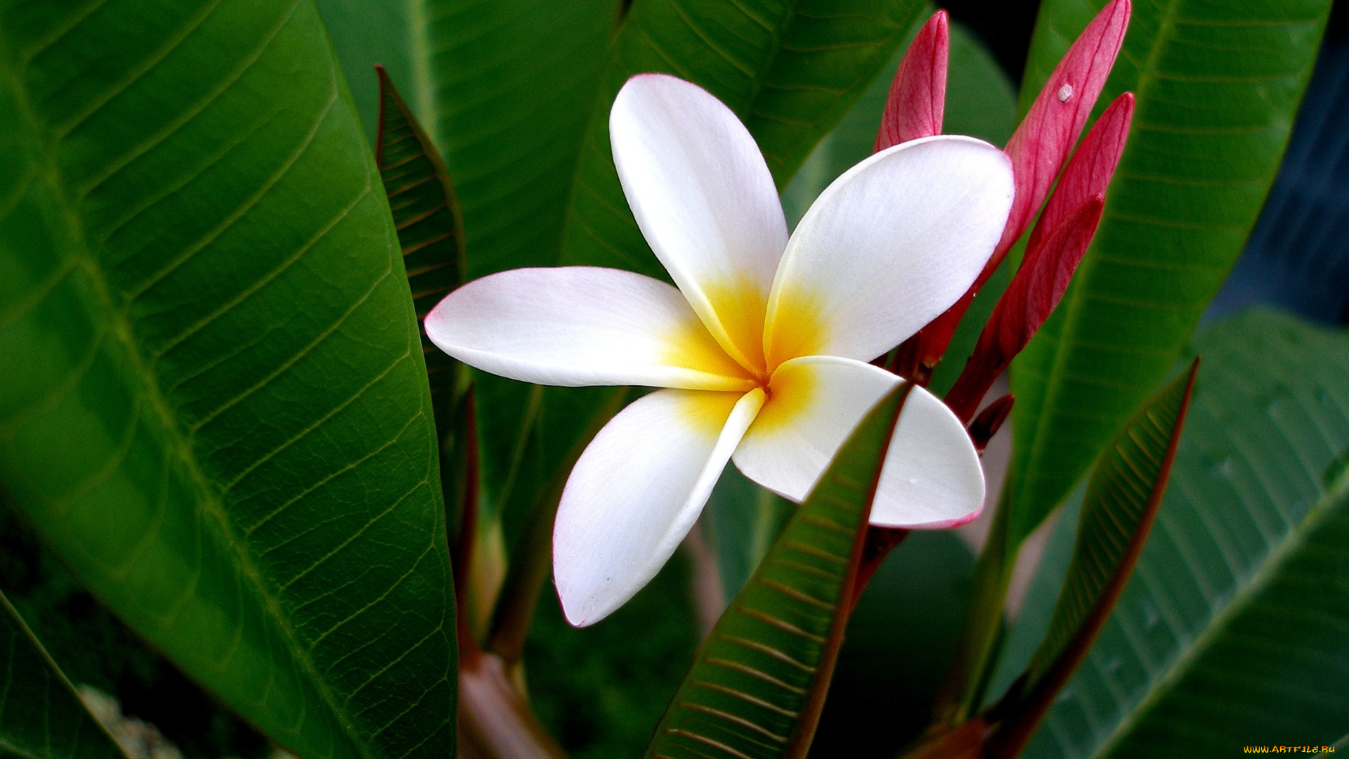 цветы, плюмерия, тропики