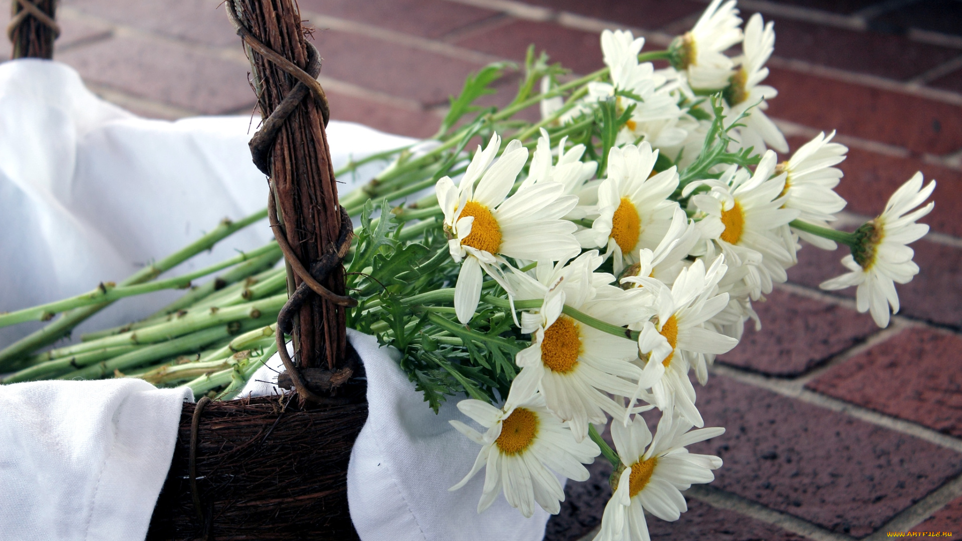 цветы, ромашки, корзина, стебли